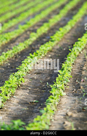 campo di fagioli di soia Foto Stock