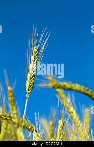 Spighe di grano (Triticum) Foto Stock