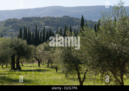 I campi di oliva accanto a Fayence Provence Francia Foto Stock