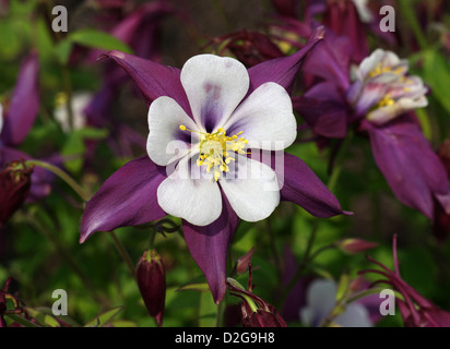 Colorado Aquilegia blu, Aquilegia caerulea 'swan " Lavanda, Ranunculaceae. Cultivar di origine giardino. Foto Stock