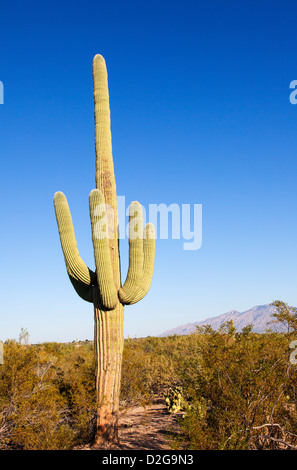 Cactus giganti in Saguaro N.P. , Arizona, Stati Uniti d'America Foto Stock