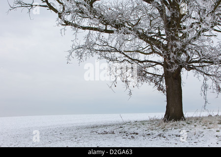Un unico albero di quercia sorge in un campo nevoso nel mezzo dell'inverno. Trasformata per forte gradiente frost si aggrappa alla struttura delle filiali. Foto Stock