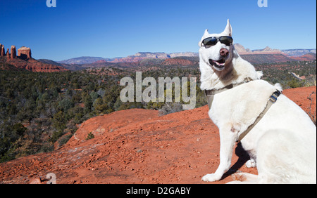 Bianco pastore tedesco al punto di vista sulla piccola campana, con una cattedrale di roccia in Sedona in distanza Foto Stock