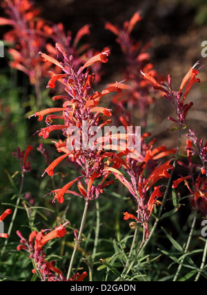 Il Gigante Threadleaf issopo, Agastache rupestris, Lippenblütler. Aka liquirizia Menta, Sunset issopo, gigante Thread-Leaf issopo. Foto Stock