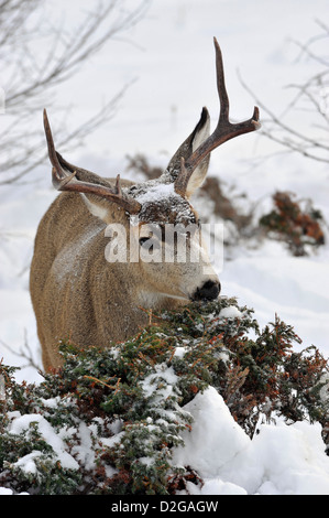 Un mulo cervo alimentazione buck. Foto Stock