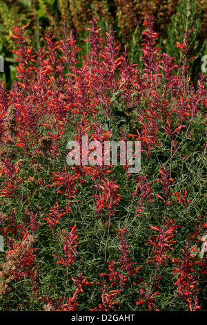 Il Gigante Threadleaf issopo, Agastache rupestris, Lippenblütler. Aka liquirizia Menta, Sunset issopo, gigante Thread-Leaf issopo. Foto Stock