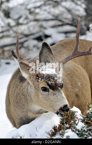 Un mulo cervo alimentazione buck. Foto Stock