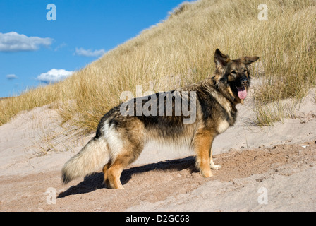 Pastore Tedesco cane ritratto su dune di sabbia prese a Sandwood Bay Foto Stock