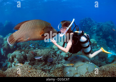 Humphead Wrasse Cheilinus undulat e un subacqueo Femal Kissing subacquea, della Grande Barriera Corallina, Coral Sea, Queensland, Australia Foto Stock