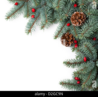 Rami di silver spruce con coni e radica su sfondo bianco. Spazio di copia Foto Stock