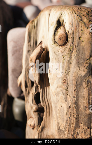 Erosi groyne in legno o frangiflutti sulla spiaggia di Porlock Weir, Somerset, Inghilterra, Regno Unito Foto Stock