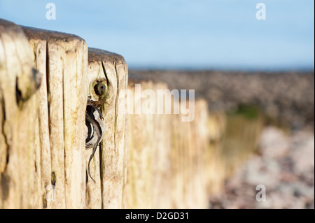 Erosi groyne in legno o frangiflutti sulla spiaggia di Porlock Weir, Somerset, Inghilterra, Regno Unito Foto Stock