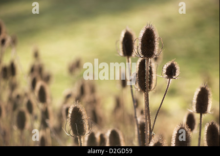 Teste di seme di Teasel Dipsacus fullonum, nel tardo autunno Foto Stock