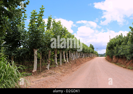 Foto di una strada sterrata all'interno di Bento Gonçalves. Le banane da cuocere e forma una perfetta simmetria vigneti sotto il cielo blu. Foto Stock