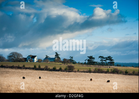 Le mucche pascolano in un campo vicino a casa colonica su San Juan Island, Washington, con drammatica nuvole temporalesche inquadrando il paesaggio. Foto Stock