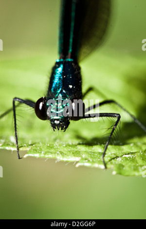 Ebano Jewelwing (Calopteryx maculata), Inniswoods Metro Park, Westerville, Ohio. Foto Stock