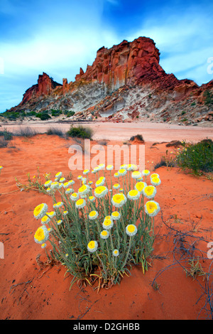 Fiori Selvatici Xerochrysum paglia bracteatum golden everlasting Rainbow Valley Australia centrale australiano Territorio Settentrionale terra Foto Stock