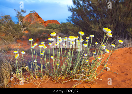 Fiori Selvatici Xerochrysum paglia bracteatum golden everlasting Rainbow Valley Australia centrale australiano Territorio Settentrionale terra Foto Stock