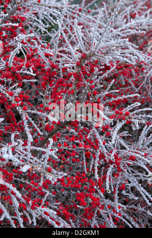 Inverno Cotoneaster fruttato arbusto sempreverde coperti in una trasformata per forte gradiente frost Foto Stock