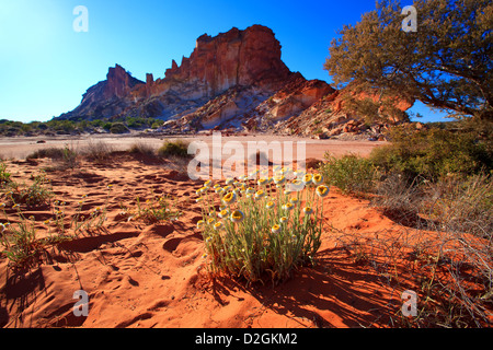 Fiori Selvatici Xerochrysum paglia bracteatum golden everlasting Rainbow Valley Australia centrale australiano Territorio Settentrionale terra Foto Stock