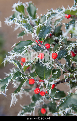 Evergreen smerigliati Holly con frutti di bosco Foto Stock