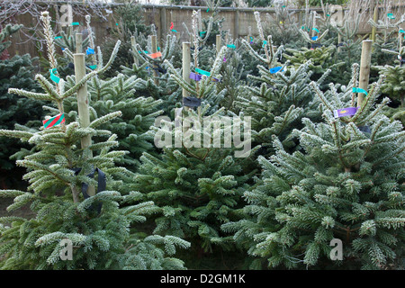 La brina su conifere alberi di Natale in attesa di vendita in centro giardino Foto Stock