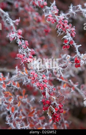 Berberis selvatici contemplati in una trasformata per forte gradiente frost di ghiaccio con bacche rosse Foto Stock