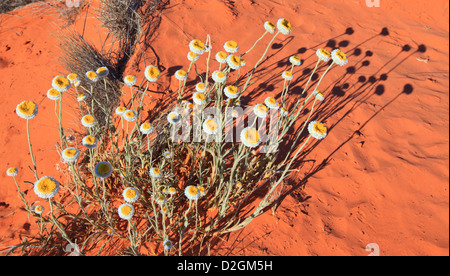 Fiori Selvatici Xerochrysum paglia bracteatum golden eterna Foto Stock