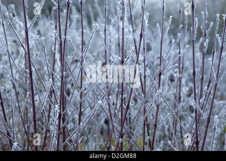 Wild inverno hogweed impianti disciplinati nel gelido trasformata per forte gradiente frost Foto Stock