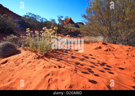 Fiori Selvatici Rainbow Valley Australia centrale Foto Stock