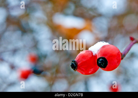 Rosa Mosqueta con snow hat Foto Stock