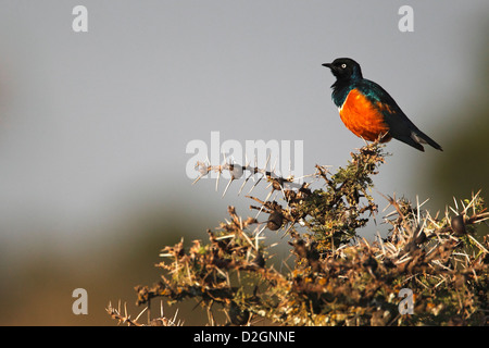 Superba starling (Lamprotornis superbus), Samburu riserva nazionale, Kenya, Africa orientale, Africa Foto Stock