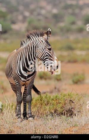 Di Grevy zebra, Equus grevyi, Samburu National Park, Kenya Foto Stock