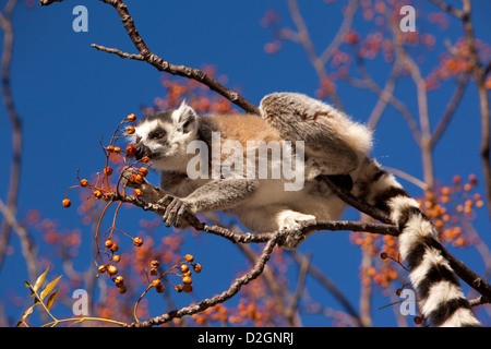 Madagascar, Ambalavao, riserva d'Anja, Ringtailed Lemur, si nutrono di bacche di lilla tree Foto Stock