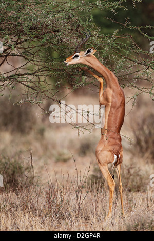 Gerenuk (Litocranius walleri) in piedi sulle zampe posteriori per mangiare, Samburu e Buffalo Springs riserva nazionale, Kenya Foto Stock