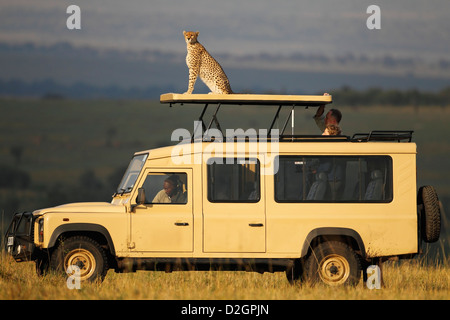 Ghepardo seduto in cima a un veicolo Safari che scandisce il paesaggio - Masai Mara Game Reserve, Kenya. Foto Stock