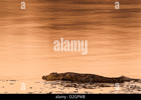 Coccodrillo del Nilo in appoggio sul sandbank del Luangwa river, a sud Luangwa National Park in Zambia. Foto Stock