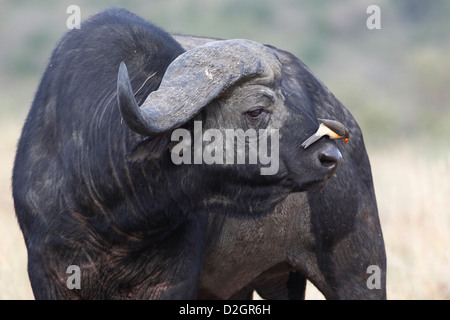 African buffalo con giallo-fatturati oxpeker. Foto Stock
