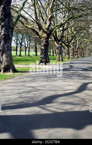 Un viale di alberi piantati in un parco pubblico nel centro di Londra gettato ombra su un sentiero. Foto Stock