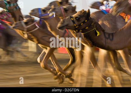 Corse di cammelli negli Emirati Arabi Uniti Foto Stock