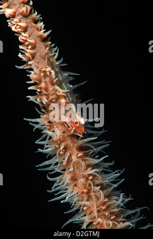 Frustino Coral Dwarf Ghiozzo Bryaninops yongei su una frusta Coral Cirrhipathes sp. Loloata, Centrale Provenza, Papua Nuova Guinea, Coral Sea Foto Stock