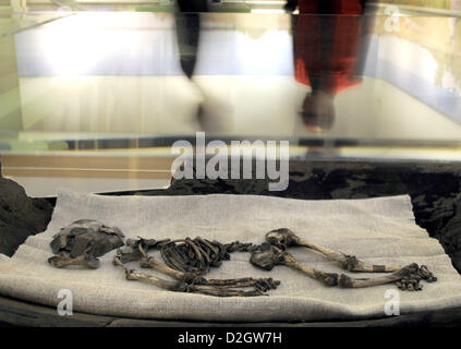 Un neonato al suo scheletro dal quinto secolo che fu trovata nel 1990 ies nel mare di Wadden di Ostebense (Kreis Wittmund), viene esibito nel Ostfriesischen Landesmuseum (Frisone Orientali Museo di Stato) a Emden, Germania 23 gennaio 2013. Questa mostra è parte della mostra "Terra der Entdeckungen - Die Archäologie des friesischen Küstenraums' (lit. paese di discovery - Archeologia del Frisone costa del mare). La mostra durerà dal 29 gennaio fino al 16 giugno 2013. Foto: Ingo Wagner Foto Stock