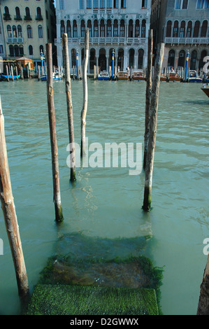 Visualizza in basso alcuni passi attraverso alcune in legno posti di ormeggio sul Canal Grande di Venezia con una fila di acqua i taxi di fronte Foto Stock