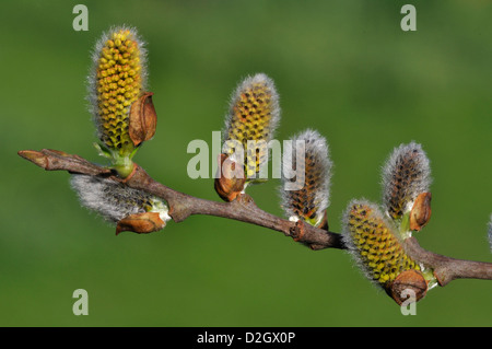 Grigio amenti di salice Foto Stock