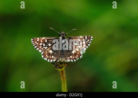 Un brizzolato skipper a riposo Foto Stock