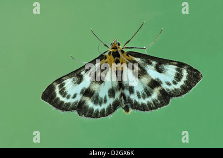 Una piccola gazza moth su uno sfondo semplice Foto Stock