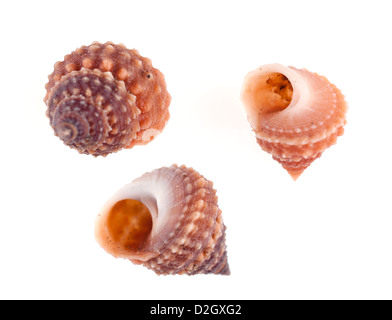 Rosso gusci trochus Trochidae Foto Stock