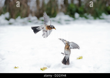 Coppia di cesene, Turdus pilaris, in lotta per il cibo, nella neve. L'inverno. Regno Unito Foto Stock