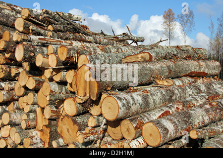 Il taglio di legno di betulla logs close up con crescente di betulle e cielo sullo sfondo. Foto Stock