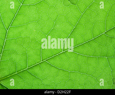 Una macro close up di una foglia con criss cross pattern di vena. Foto Stock
